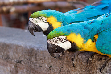 portrait of a blue yellow macaw parrot