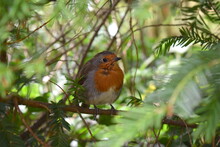 Adult Robin Bears Orange Breast And A Face Lined By Bluish Grey Upperparts Are Brownish Or Olive-tinged In British Birds And The Belly Whitish While Legs And Feet Are Brown The Bill And Eyes Are Black