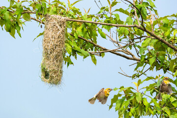 Wall Mural - Baya weaver bird nesting