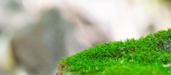 Green moss on a rock close-up