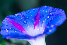 Blue Flower With Dew Drops