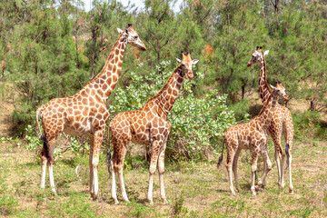 Family of giraffes in the open