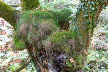 Close-up Of Tree Trunk At The Base Of The Birth Of The Branches With Grass That Grows In The Hollow That The Branches Form.