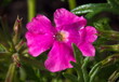 pink flower in the spring garden