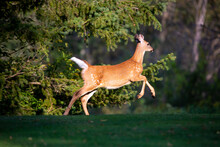 White-tailed Deer Fawn (odocoileus Virginianus) Running To The Forest In Early September With Spots Starting To Fade