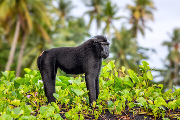 Wall Mural - the celebes crested macaque. crested black macaque, sulawesi crested macaque, celebes macaque or the
