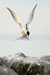 Wall Mural - Adult common tern in flight on the blue sky background. Close up, front view. Scientific name: Sterna hirundo