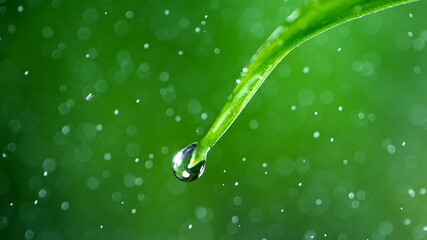 Macro shot of water drop over the green grass leaf , relaxation with water ripple drops concept