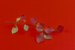 Kolorowe liście na gałązce na czerwonym tle.