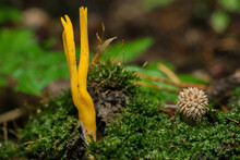 Calocera Viscosa, Commonly Known As The Yellow Stagshorn