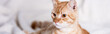 Horizontal crop of tabby cat looking away at home