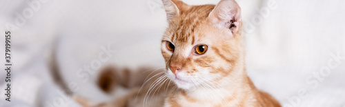 Fotomural Horizontal crop of tabby cat looking away at home