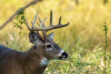 Poster - White-tailed deer  on the pasture