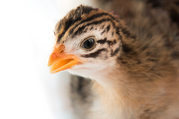 Wall Mural - A portrait of a French pearl Guinea fowl baby, keet, with white background. 