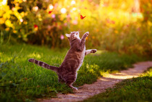 Agile Beautiful Striped A Kitten Plays In A Sunny Summer Garden And Catches A Bright Butterfly Flying By With Its Paws