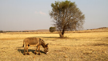 Donkey Grazing In A Winter Field. Parys, Free State, South Africa. There Were Two Separate Species Of The African Ass: The Nubian Wild Ass And The Somali Wild Ass.
