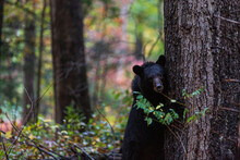 Black Bear In The Woods