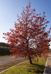 Paisaje otoñal con un árbol con hojas de colores rojos en un camino verde, con un cielo azul. Llinars del Valles, otoño 2019