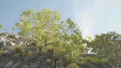 Wall Mural - Twist angle, The trees, grass and plant grow along the rock, Nature 
