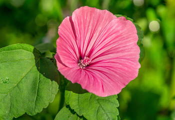 Canvas Print - Close up of a single Royal Mallow flower in pink