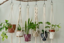 Six Handmade Cotton Macrame Plant Hangers Are Hanging From A Wood Branch. The Macrame Have Pots And Plants Inside Them.