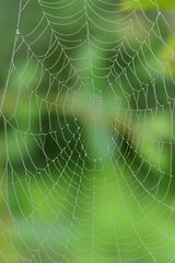 Wall Mural - Close-up of a spider web with water droplets in vertical format, against a green background