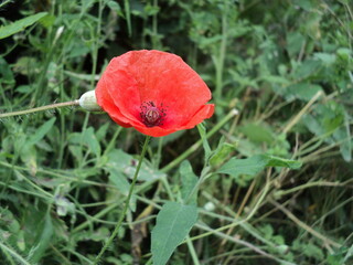 Wall Mural - red poppy in the field