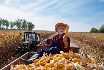 Sticker - Farmer sitting in trailer full of corn cobs during harvest