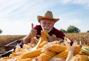 Sticker - Happy farmer with corn cobs in trailer during harvest