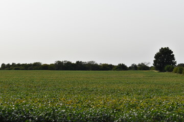 Sticker - Soybean Field