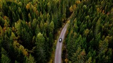 Car Driving Along A Dirt Road In A Dense Pine Forest. Arial Follow Footage 4K.