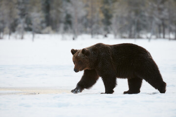 Wall Mural - brown bear in the snow