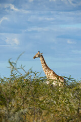 Poster - Lonely giraffe (Giraffa camelopardalis) in the African bush.