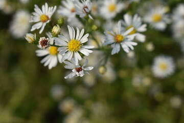 Poster - Flowers