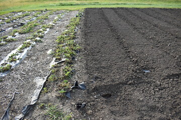 Canvas Print - Garden with Tilled Soil and Strawberries