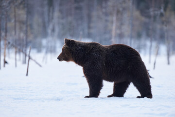 Wall Mural - brown bear in the snow