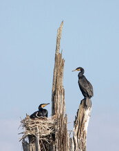 An Indian Cormorant Pair Stay Close To Their Nest To Protect Their Eggs. 