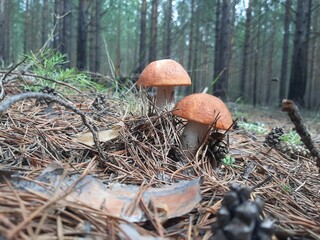 mushrooms in the forest