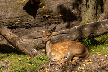 Wall Mural - young red deer, fawn in the woodland area