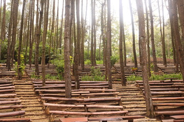  Pine forests Mangunan is an exotic romantic jungle located in Mangunan Village, Dlingo, Bantul Regency, Yogyakarta.