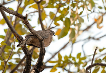 Wall Mural - Close up Spotted Dove Perched on Tree Branch Isolated on Background