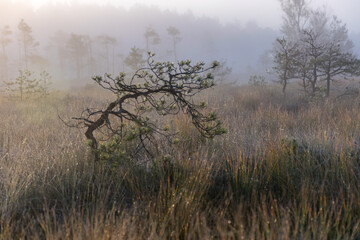 magical sunrise landscape from the bog in the early morning, tree silhouettes in the morning mist, blurred background in the mist, traditional bog vegetation, Madiesēni bog, Latvia