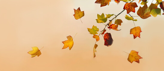Wall Mural - golden and brown autumnal  leaf of a mapple tree in panoramic 