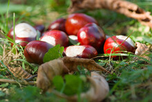 Basket Of Chestnuts Free Stock Photo - Public Domain Pictures