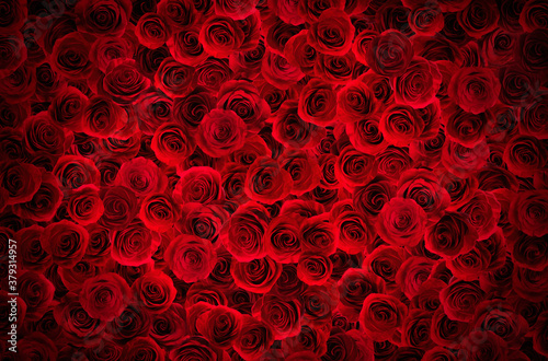 Fotografía Many beautiful white roses as background, top view