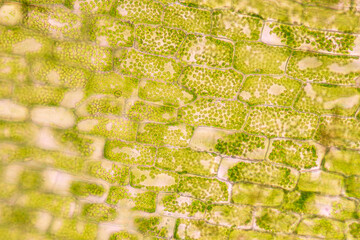 Wall Mural - Cell structure Hydrilla, view of the leaf surface showing plant cells under the microscope for classroom education.
