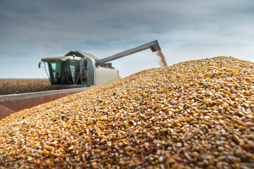 Unloading corn maize seeds.