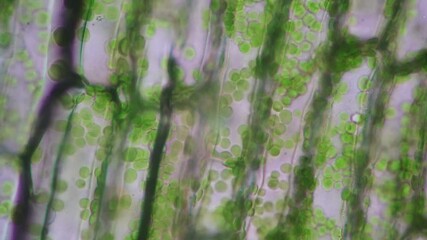 Poster - Cell structure Hydrilla, view of the leaf surface showing plant cells under the microscope for classroom education.
