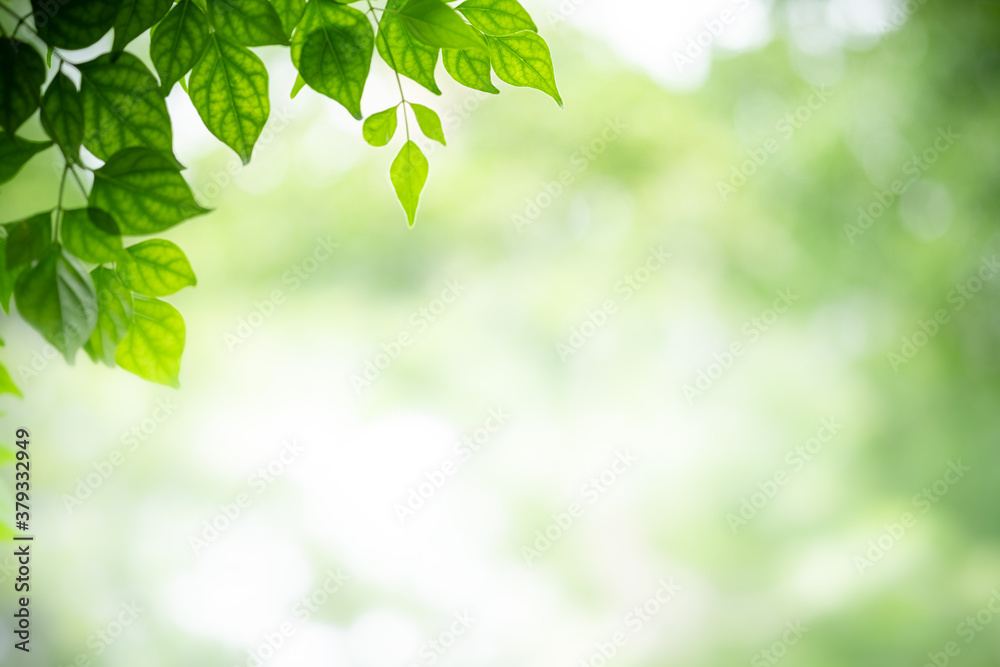 Concept nature view of green leaf on blurred greenery background in garden and sunlight with copy space using as background natural green plants landscape, ecology, fresh wallpaper concept. - obrazy, fototapety, plakaty 