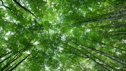Poster - Walk in a beech spring forest. Bottom up view of green tree crowns in foliage. Green nature background